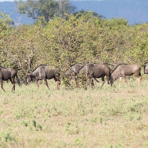 Streifengnu