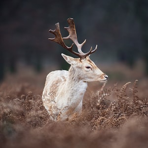 Damhirsch