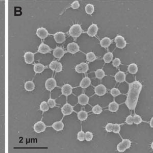 Marine bacteria