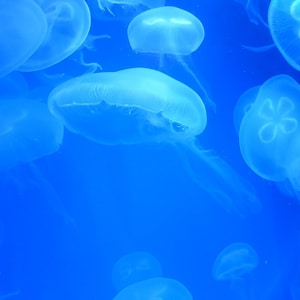 Cnidarians