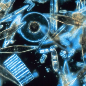 Diatoms