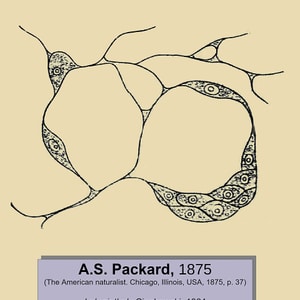Particle-attached protists
