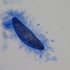 Terrestrial protists