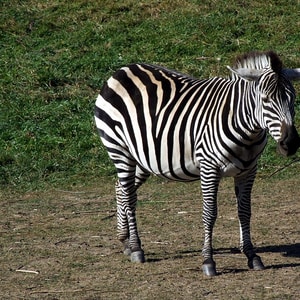 Plains zebra