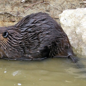 North American beaver