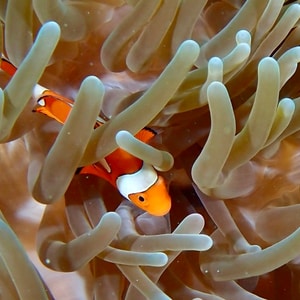 Peces