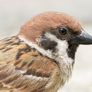 Aves silvestres