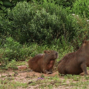 Capibara