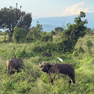 Búfalo africano
