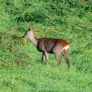 Corzo europeo