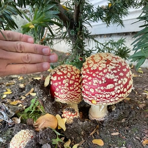 Champignons terrestres