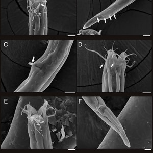 Nématodes marins