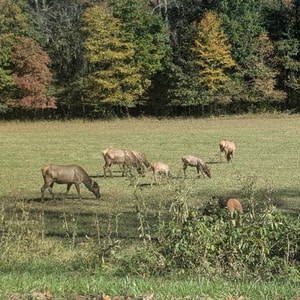 Wapiti