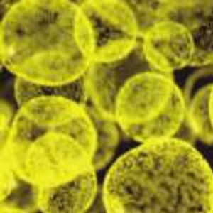 Phaeocystis