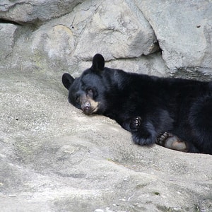 美洲黑熊